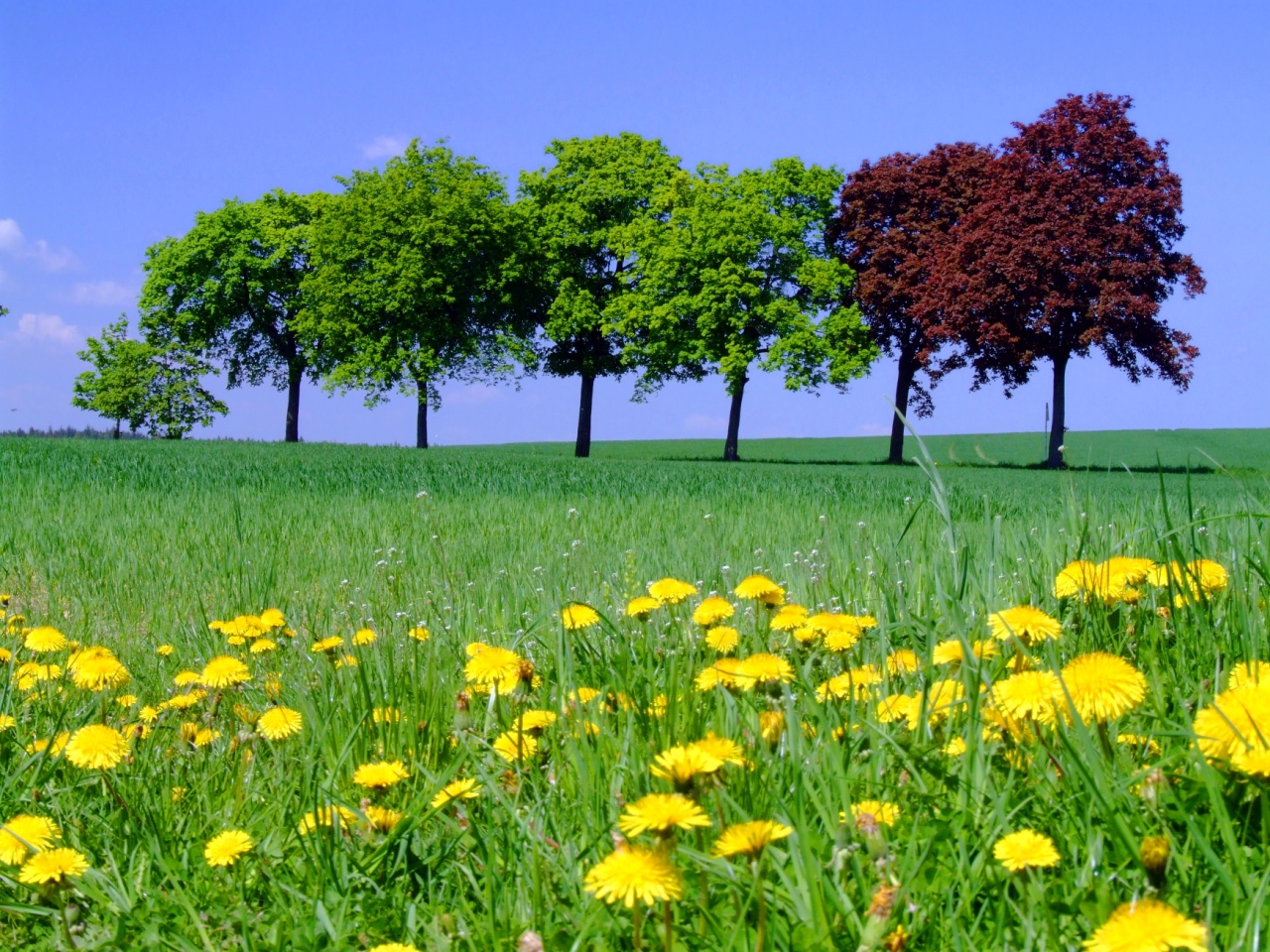 Löwenzahn mit Buchen, Rebesgrün